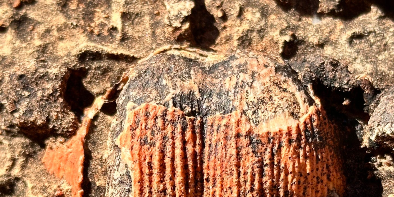 Brachiopod shell fossil embedded in Grand Canyon rock