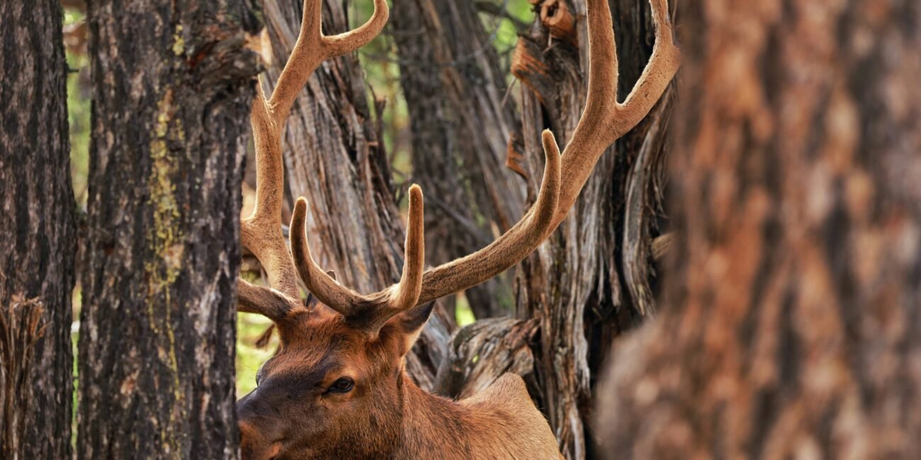 Elk resting among trees in Grand Canyon National Park forest