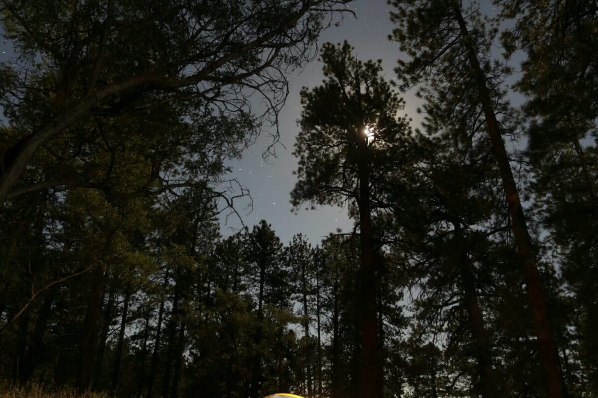 Tents beneath pine trees near the Grand Canyon North Rim