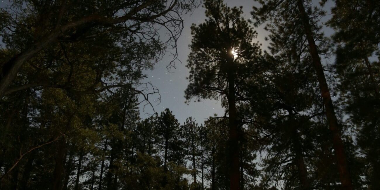 Tents beneath pine trees near the Grand Canyon North Rim