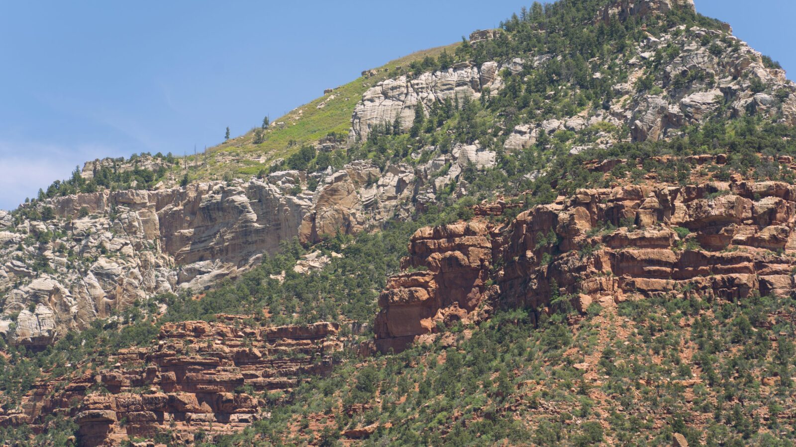 Rocky Grand Canyon North Rim landscape with green pine forest under blue sky