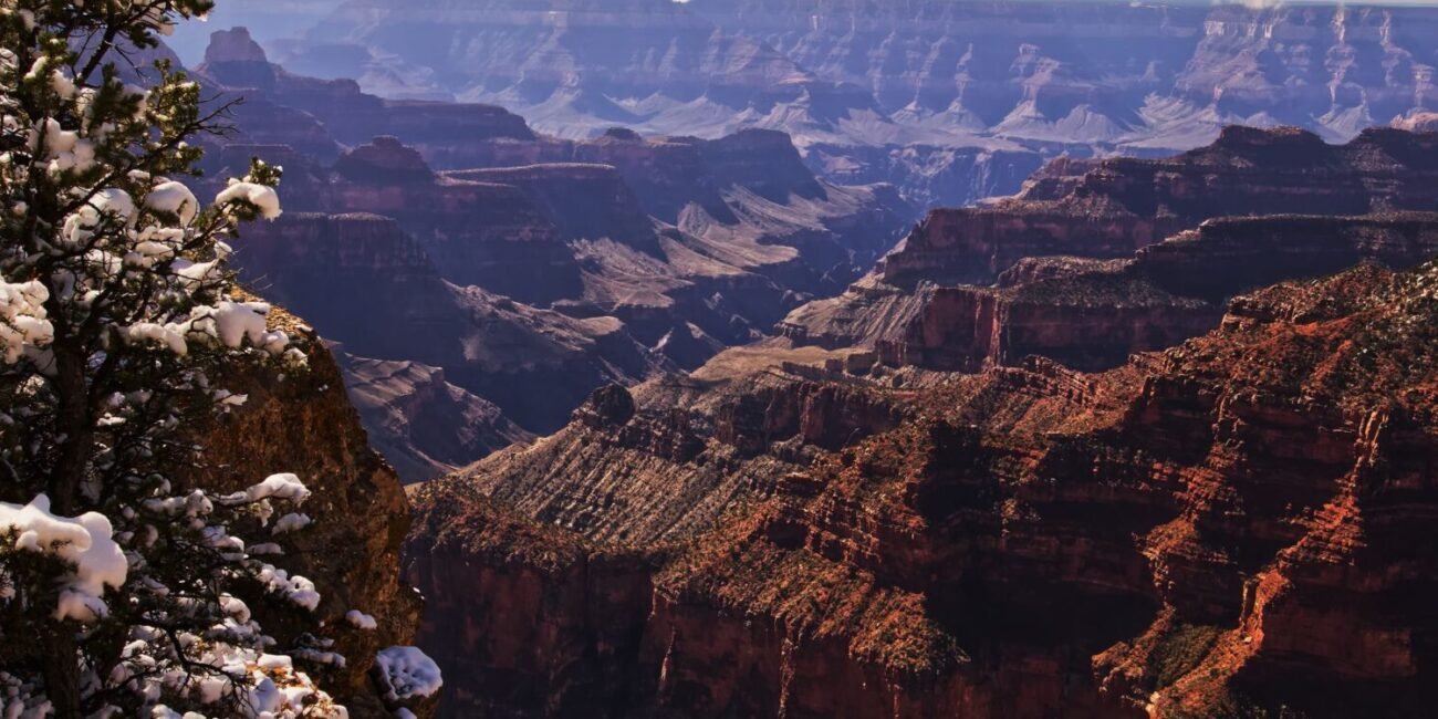 Snow-covered pine branches framing layered Grand Canyon cliffs in winter
