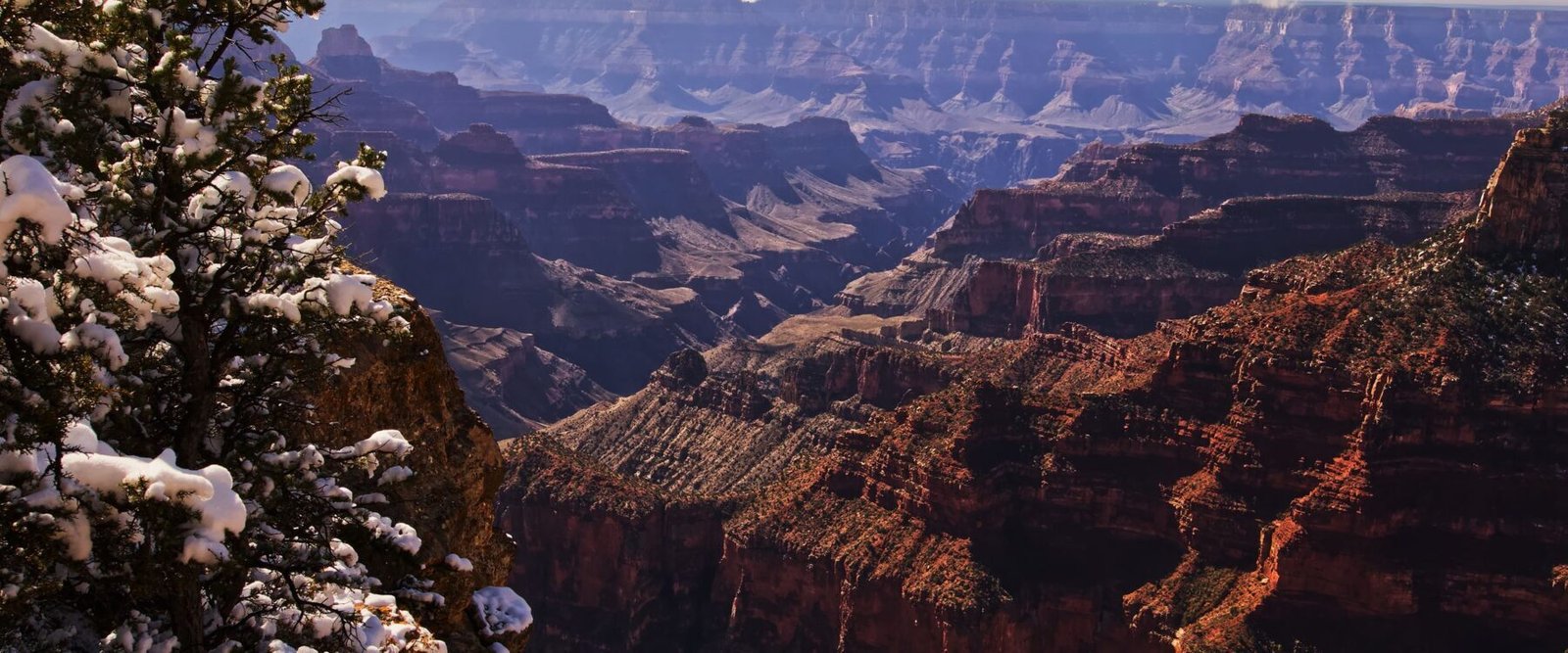 Snow-covered pine branches framing layered Grand Canyon cliffs in winter