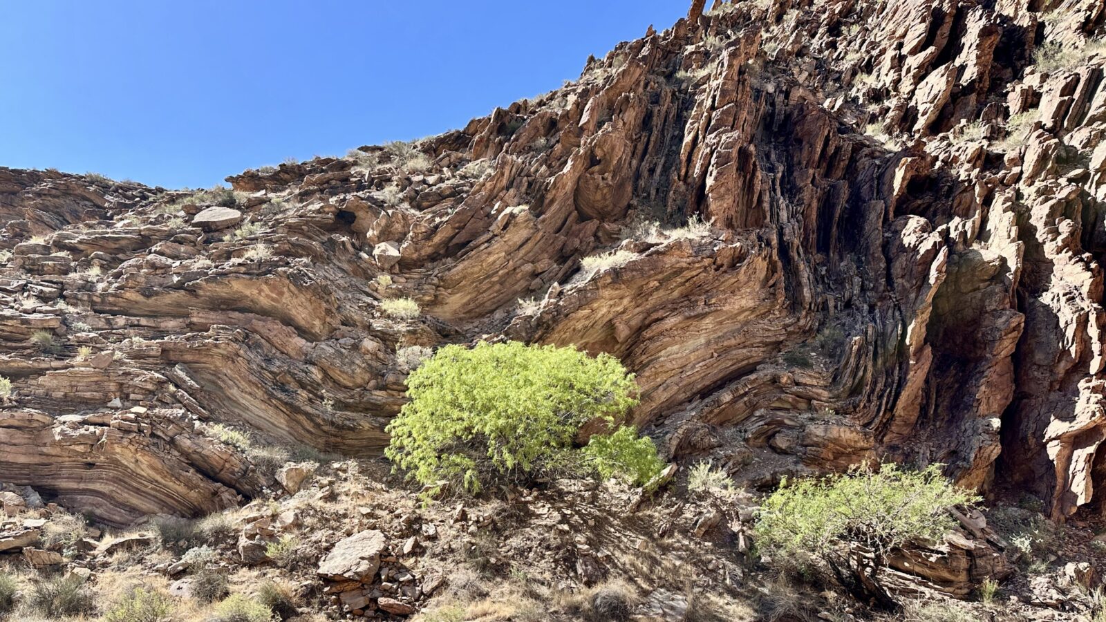 Green tree growing below steep Grand Canyon rock walls
