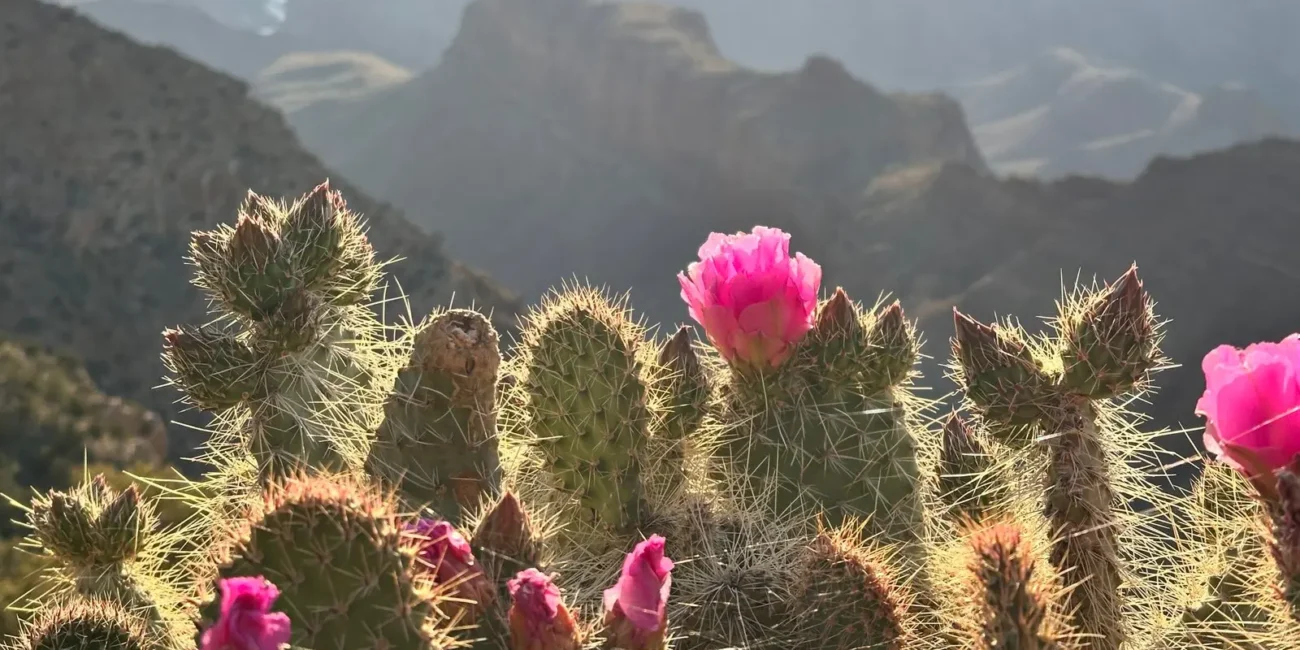 Pink prickly pear cactus flowers above the Grand Canyon