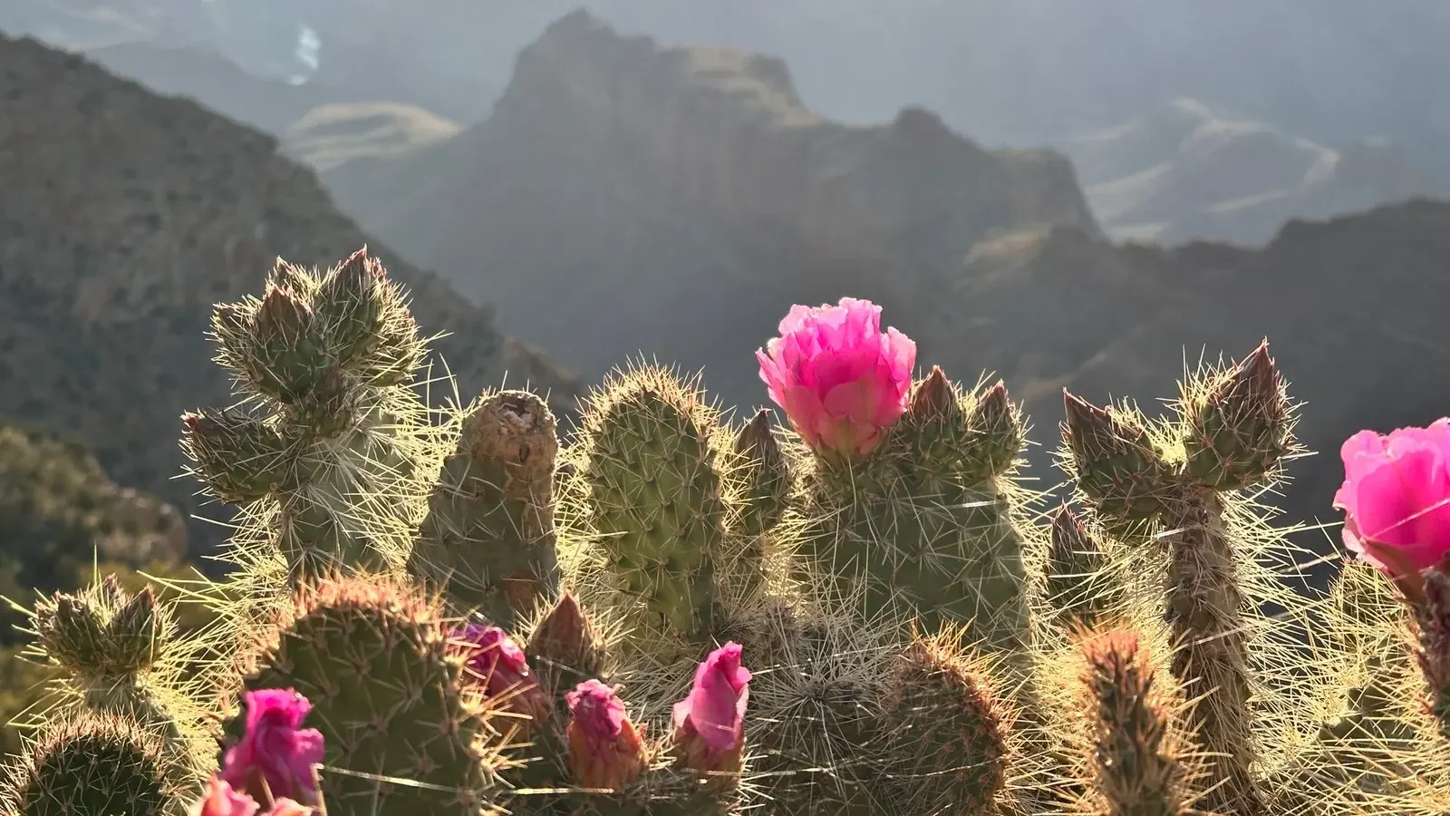 Pink prickly pear cactus flowers above the Grand Canyon