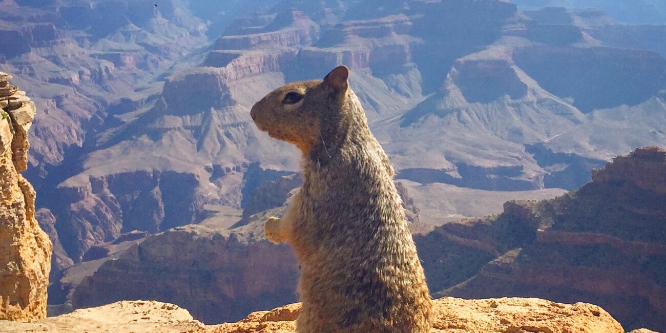 Rock squirrel perched on rock above the Grand Canyon