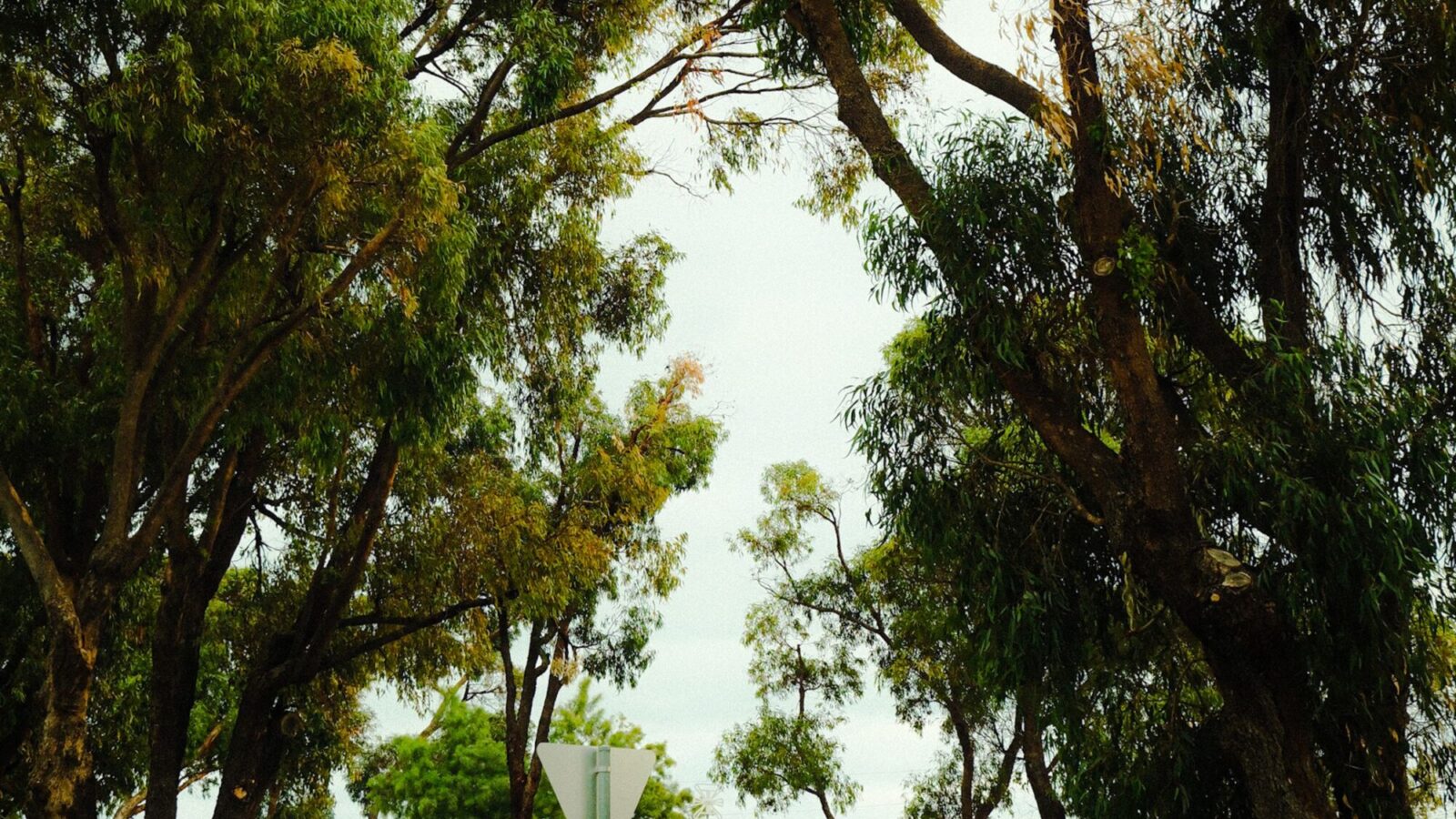 RV campers parked among tall trees at a shaded campground